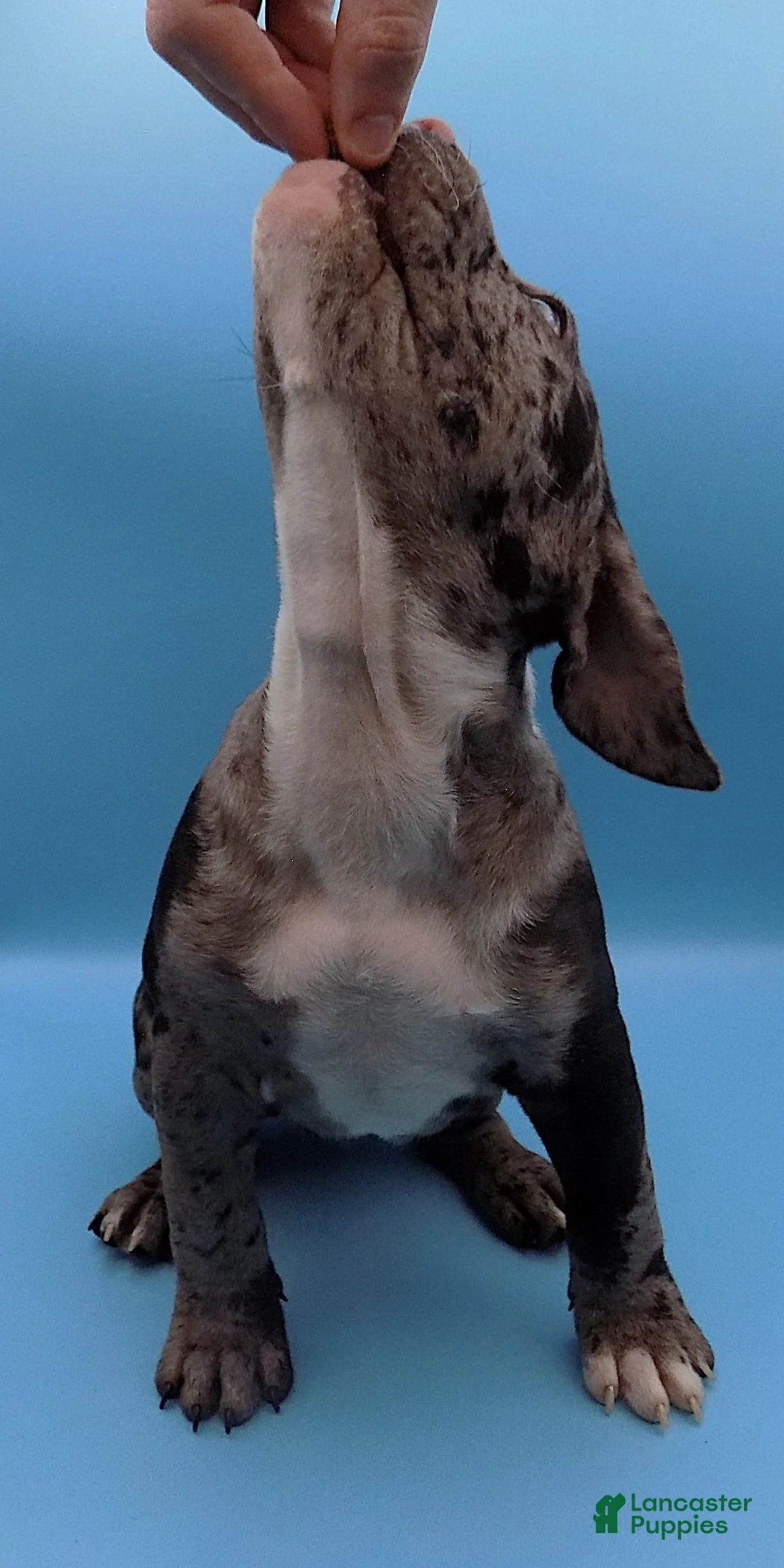 Mixed Breed dogs for sale: Minnie Mouse - Ad 5