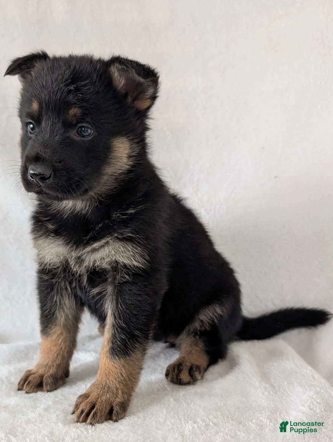 German Shepherd dogs for sale: Fancy  - Ad 7