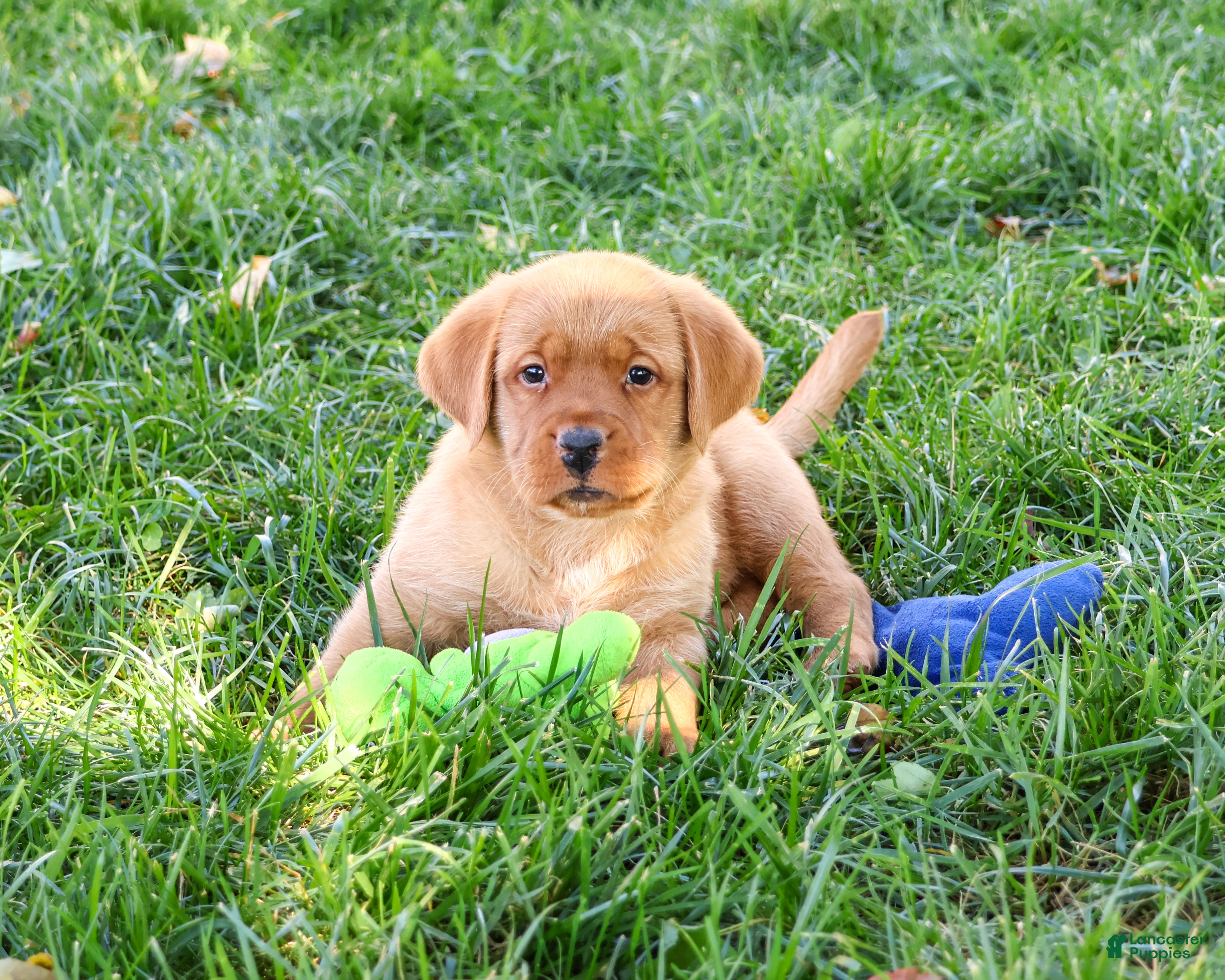 Labrador Retriever dogs for sale: Ricky - Ad 1