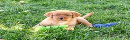 Labrador Retriever dogs for sale: Ricky - Ad 1