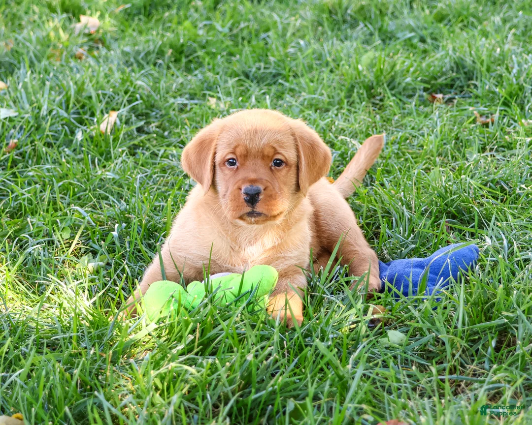Labrador Retriever dogs for sale: Ricky - Ad 1