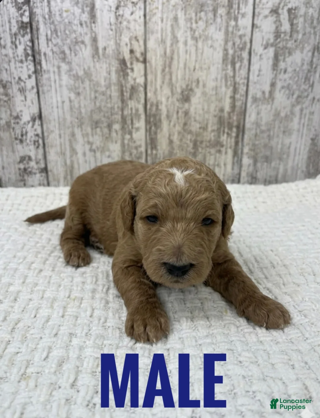 Goldendoodle dogs for sale: Goldendoodle Puppy 1 - Ad 1