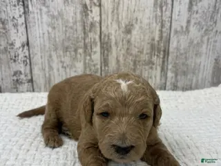 Goldendoodle dogs Goldendoodle Puppy 1 - Ad 11