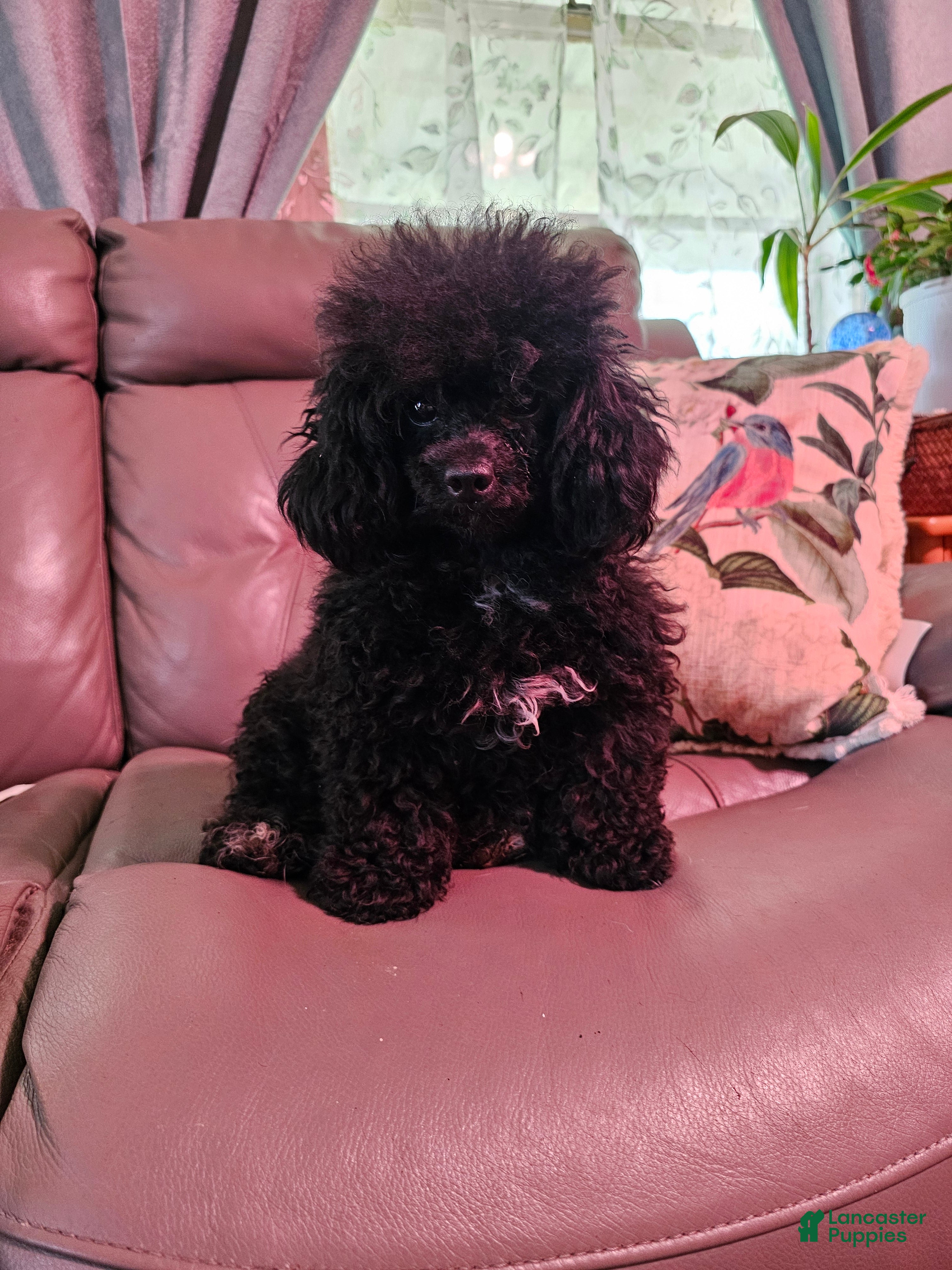 Toy Poodle dogs Toy Poodle Puppy 1 - Ad 2