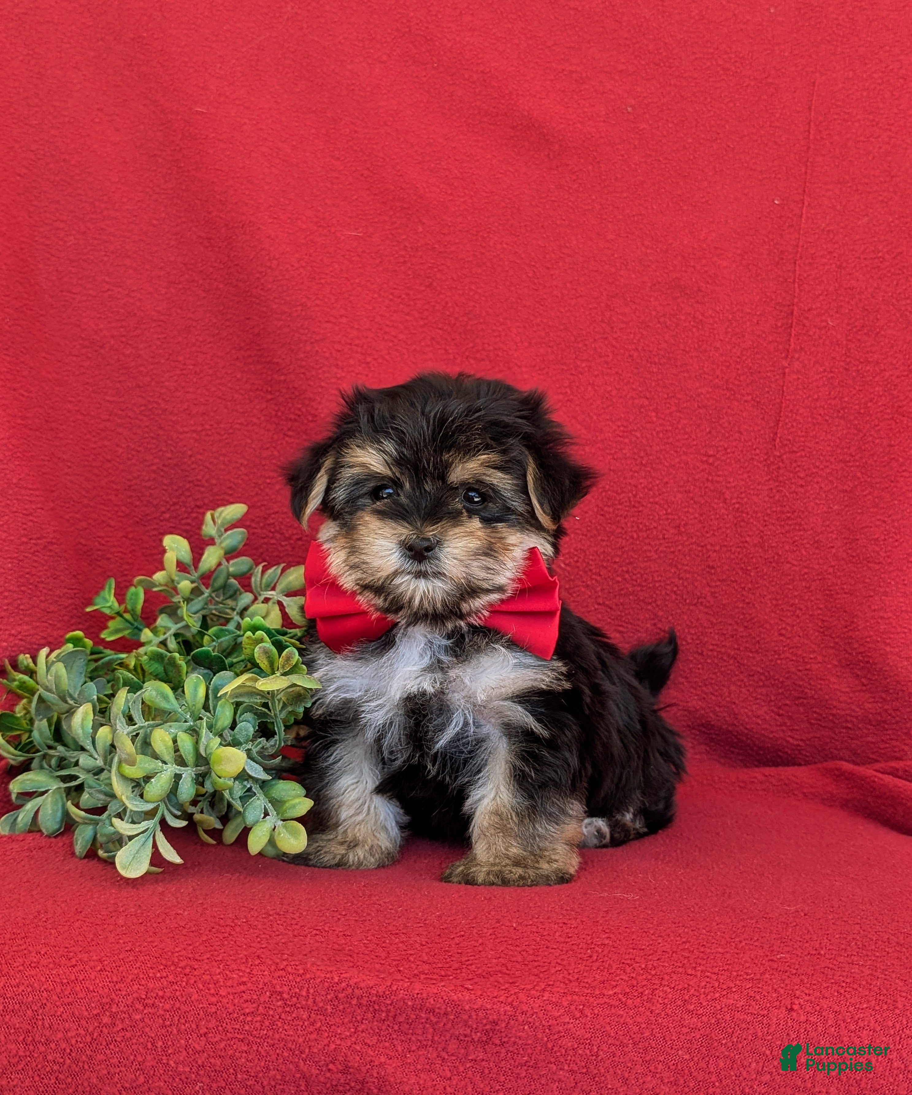Morkie dogs Rainger 6 lbs Full Grown - Ad 1