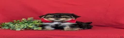 Morkie dogs for sale: Rainger 6 lbs Full Grown - Ad 1