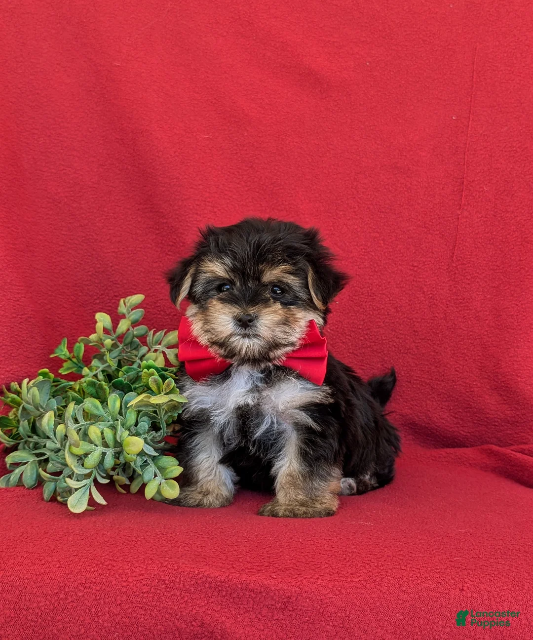 Morkie dogs for sale: Rainger 6 lbs Full Grown - Ad 1