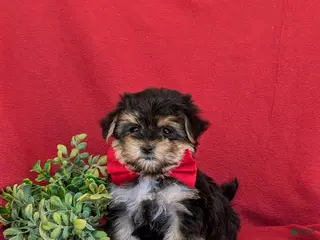 Morkie dogs for sale: Rainger 6 lbs Full Grown - Ad 4