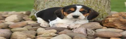 Beagle dogs for sale:  Copper 🐶 - Ad 4