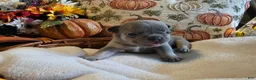 French Bulldog dogs for sale: Hazel - Ad 4