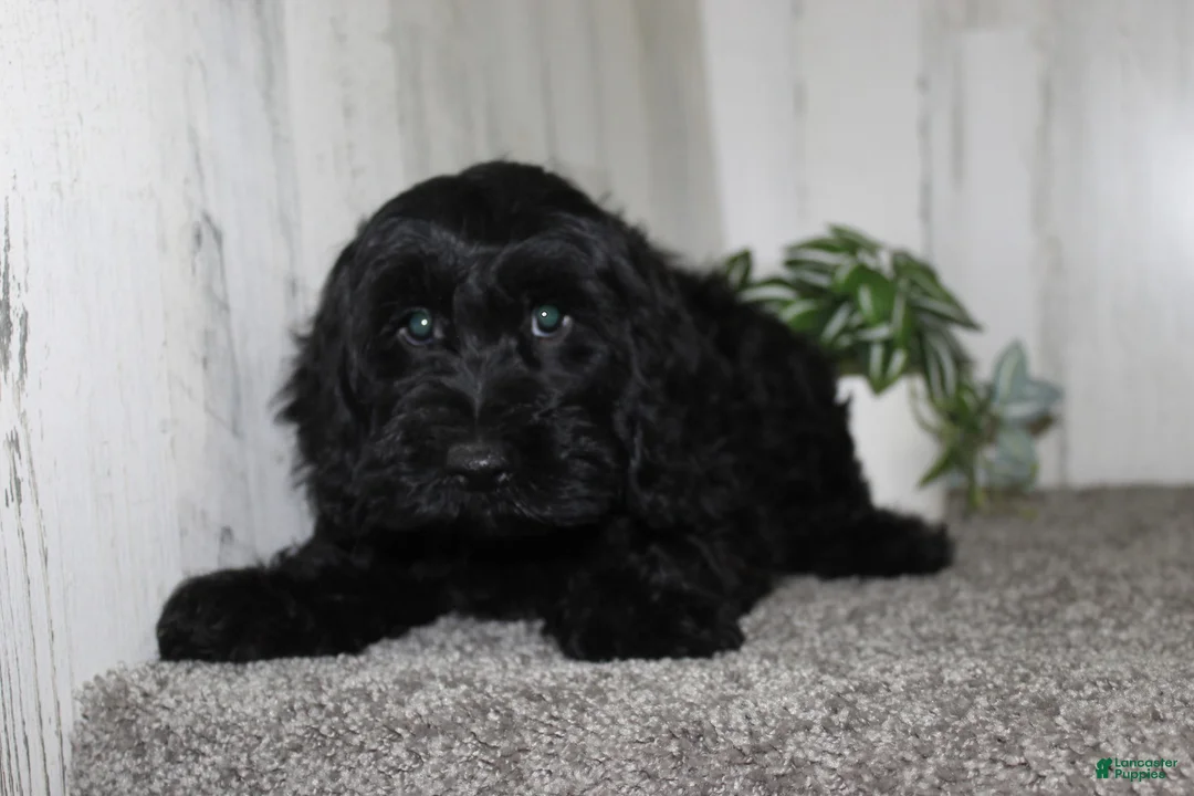 Cockapoo dogs for sale: Toby - Ad 6