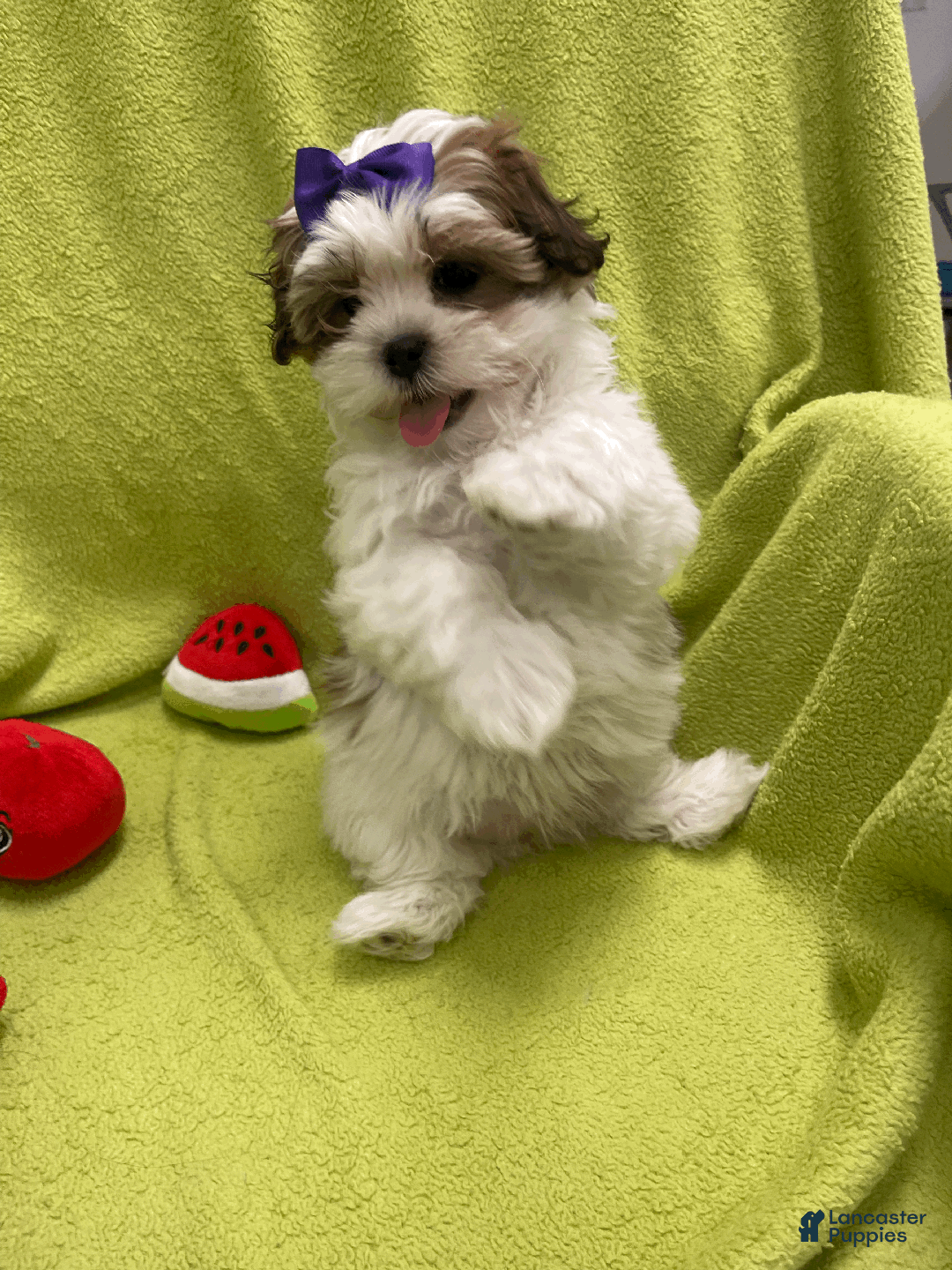 Malshi dogs for sale: Max - Ad 6