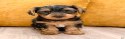 Yorkshire Terrier dogs for sale: Charlie - Ad 8