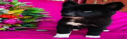 Siberian Husky dogs for sale: Zara  - Ad 14