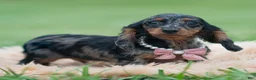 Miniature Dachshund dogs for sale: Dottie - Ad 2