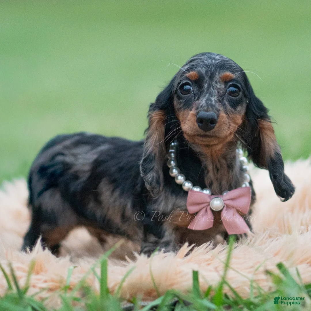 Miniature Dachshund dogs for sale: Dottie - Ad 2