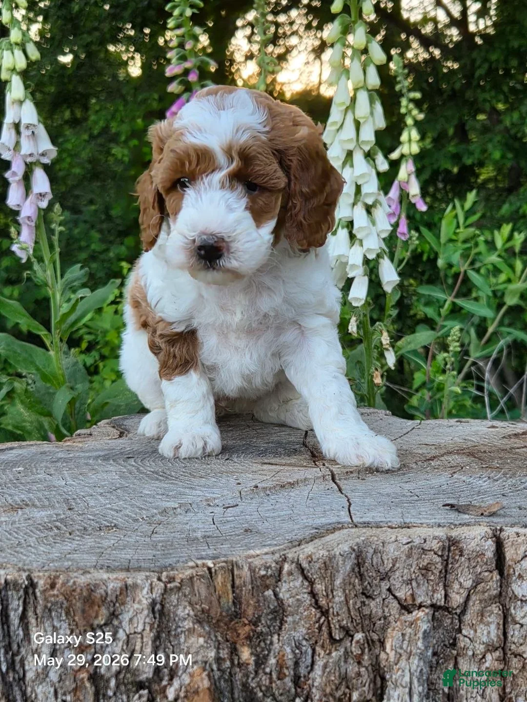 Mini Goldendoodle dogs for sale: Sasha - Ad 4