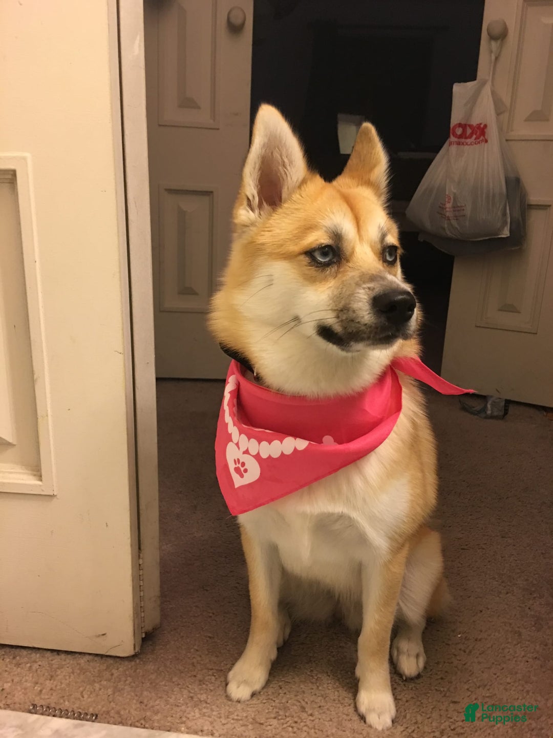 Gallery Image {{count}}