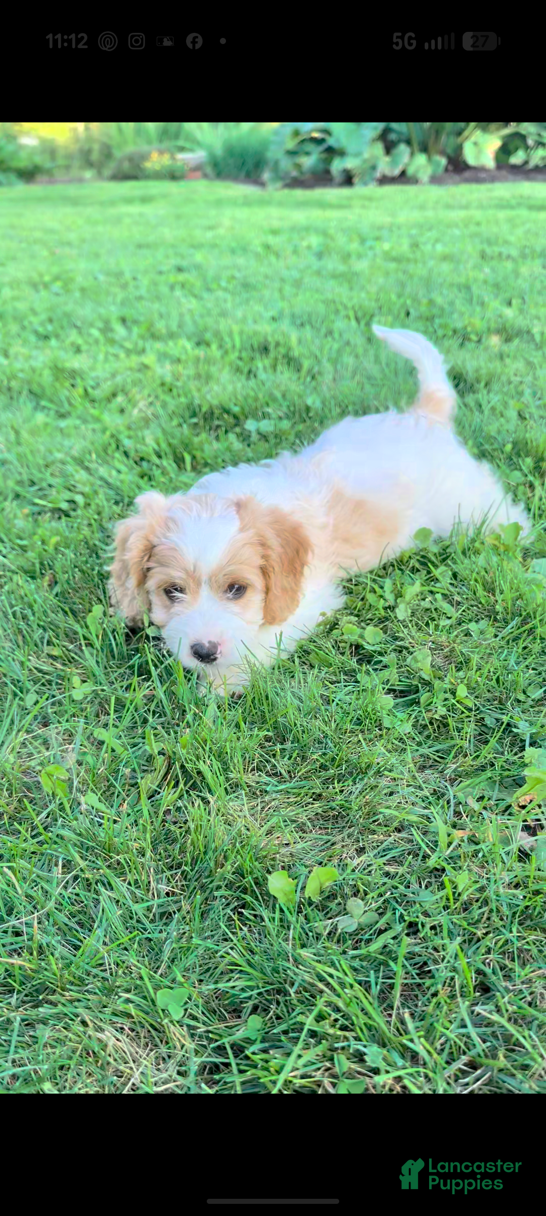 Cavapoo dogs Molly - Ad 1