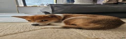 Shiba Inu dogs for sale: Female Shiba Inu Puppy - Ad 4