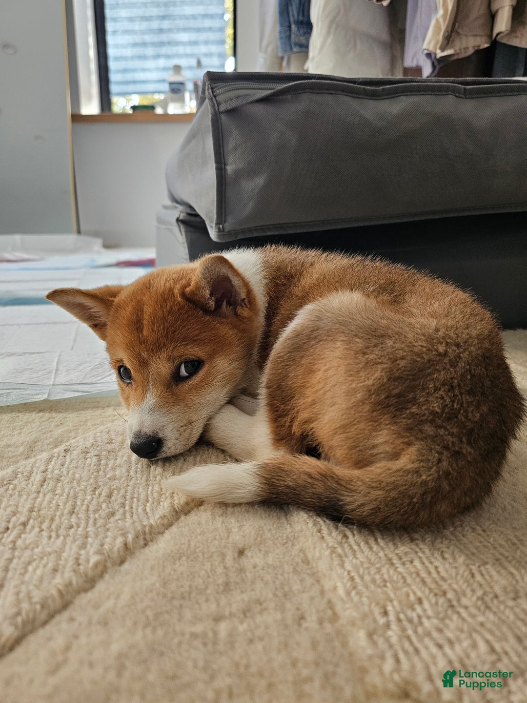 Shiba Inu dogs for sale: Female Shiba Inu Puppy - Ad 4