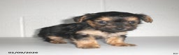 Yorkiepoo dogs for sale: Theo - Ad 14