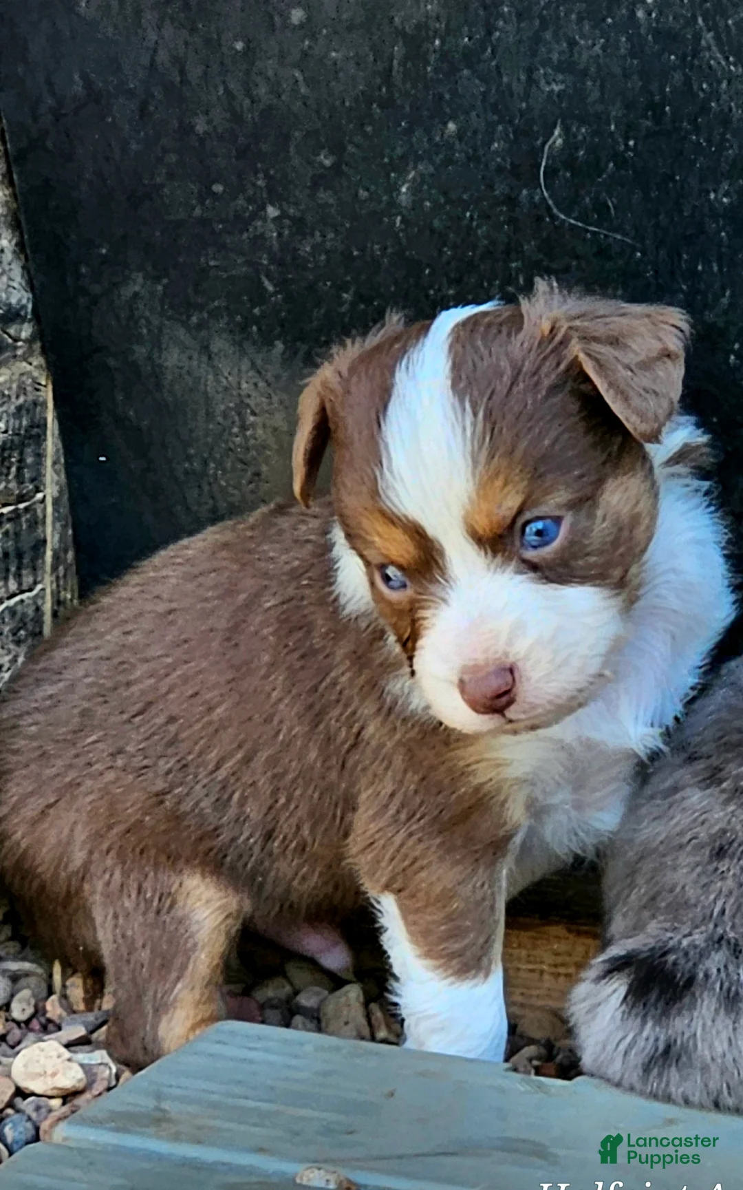 Australian Shepherd dogs for sale: Australian Shepherd 1 - Ad 1