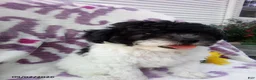 Miniature Poodle dogs for sale: Rover - Ad 10