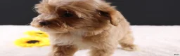 Shihpoo dogs for sale: Theo - Ad 8