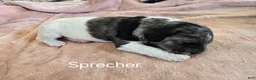 Newfypoo dogs for sale: Sprecher - Ad 2