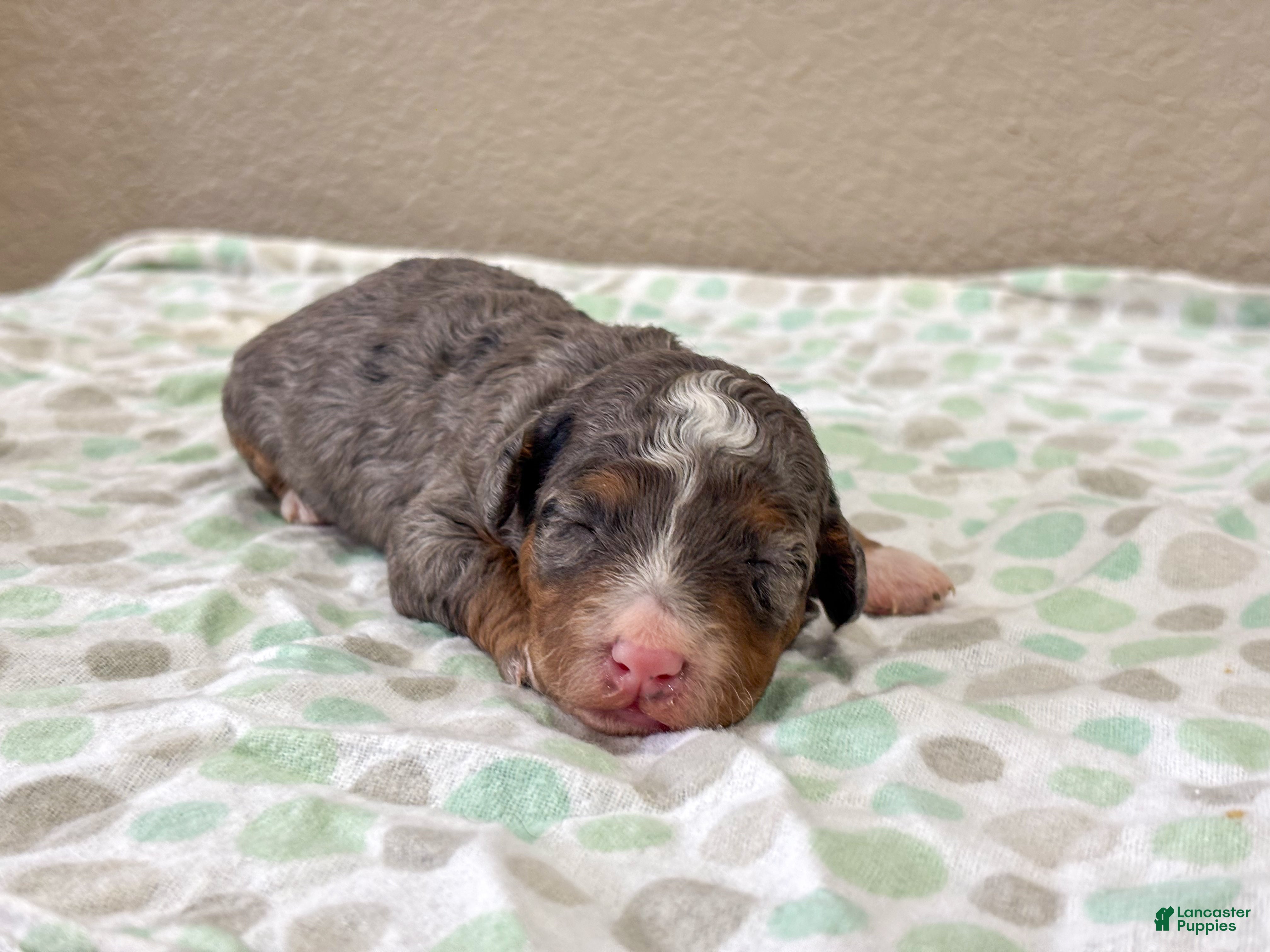 Mini Bernedoodle dogs for sale: Snickers  - Ad 3