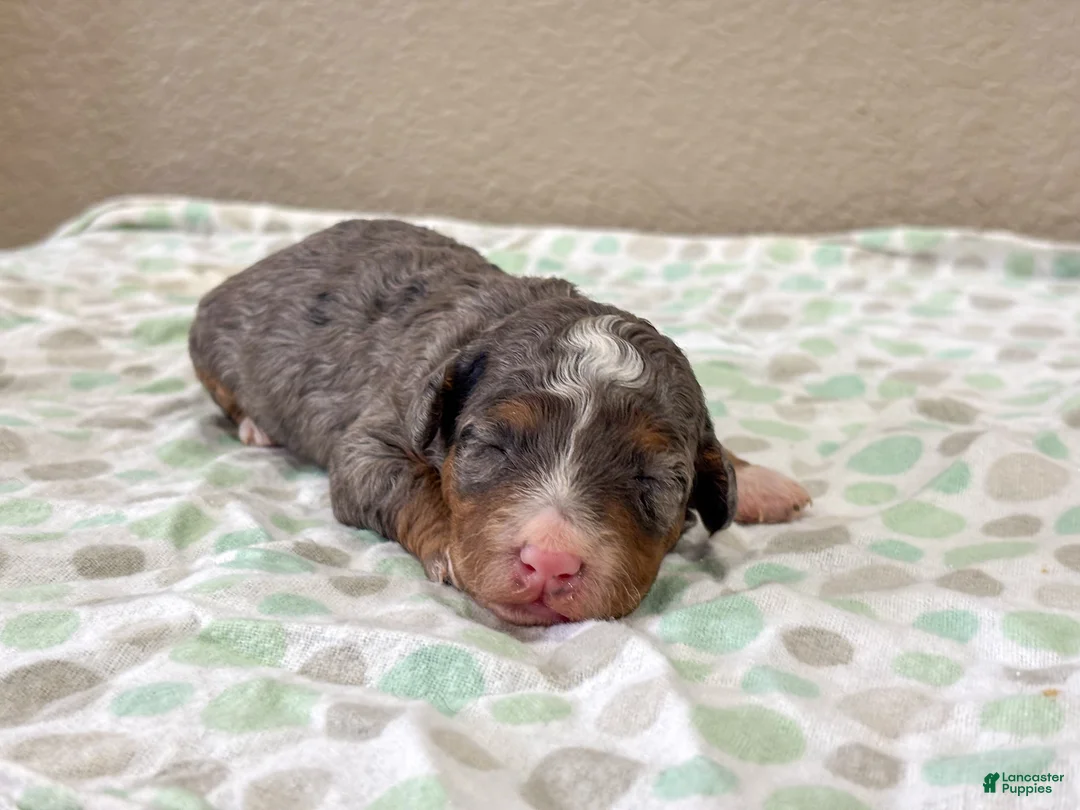 Mini Bernedoodle dogs for sale: Snickers  - Ad 1