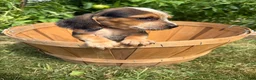 Beagle dogs for sale: Riot - Ad 3
