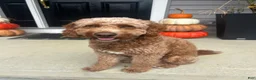 Mini Goldendoodle dogs for sale: Cocoa - Ad 4