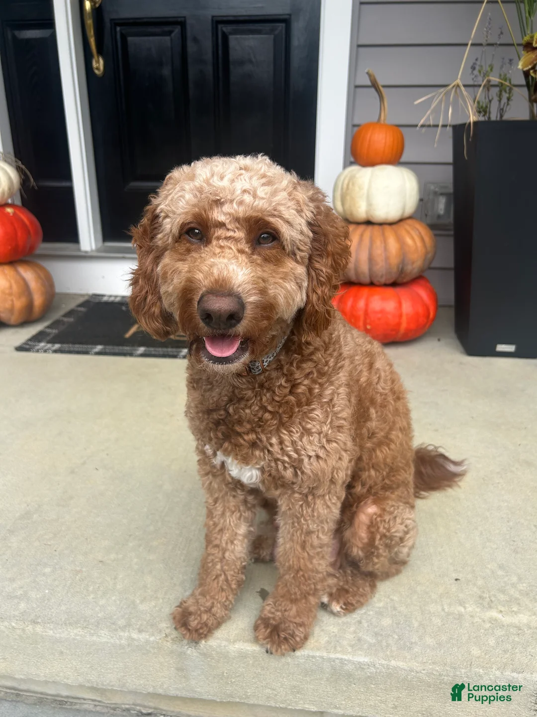 Mini Goldendoodle dogs for sale: Cocoa - Ad 4