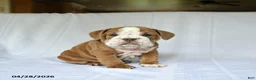 English Bulldog dogs for sale: Hero - Ad 3