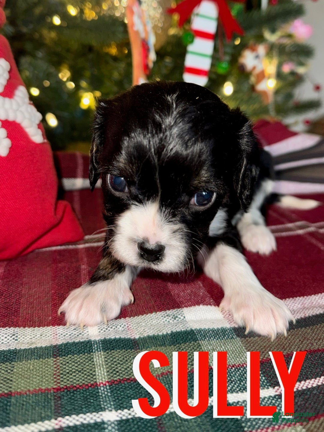 Cavapoo dogs for sale: SULLY - Ad 3