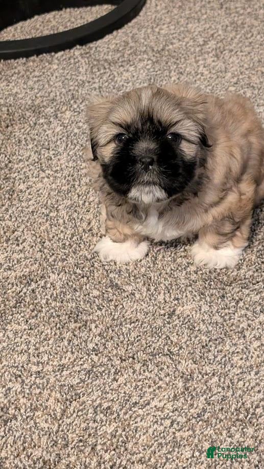 Mixed Breed dogs Jerry - Ad 2