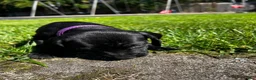 Mixed Breed dogs for sale: Red - Ad 28