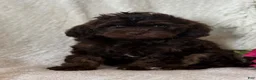Cavapoo dogs for sale: Sterling  - Ad 5