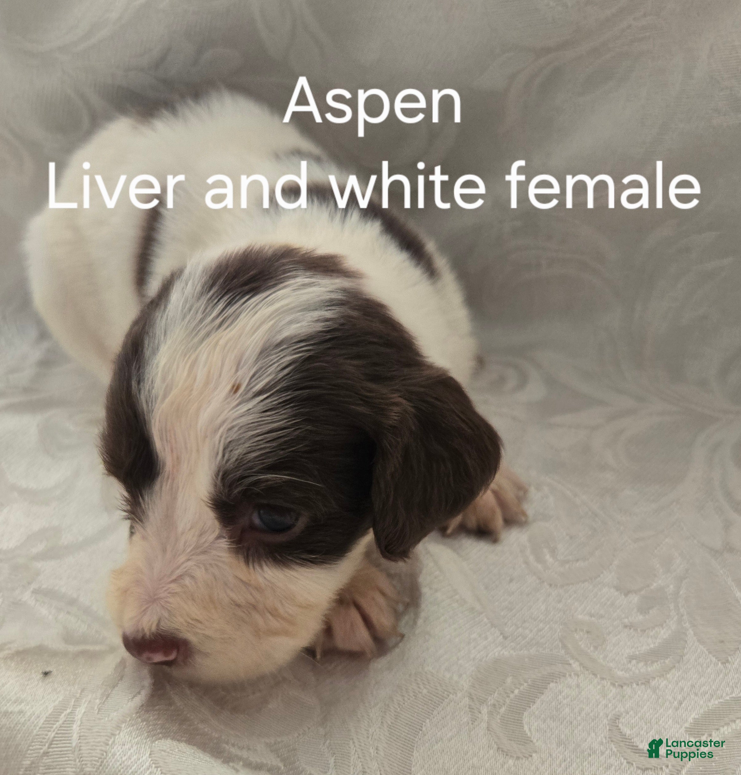 English Springer Spaniel dogs Aspen - Ad 1