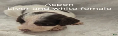 Aspen