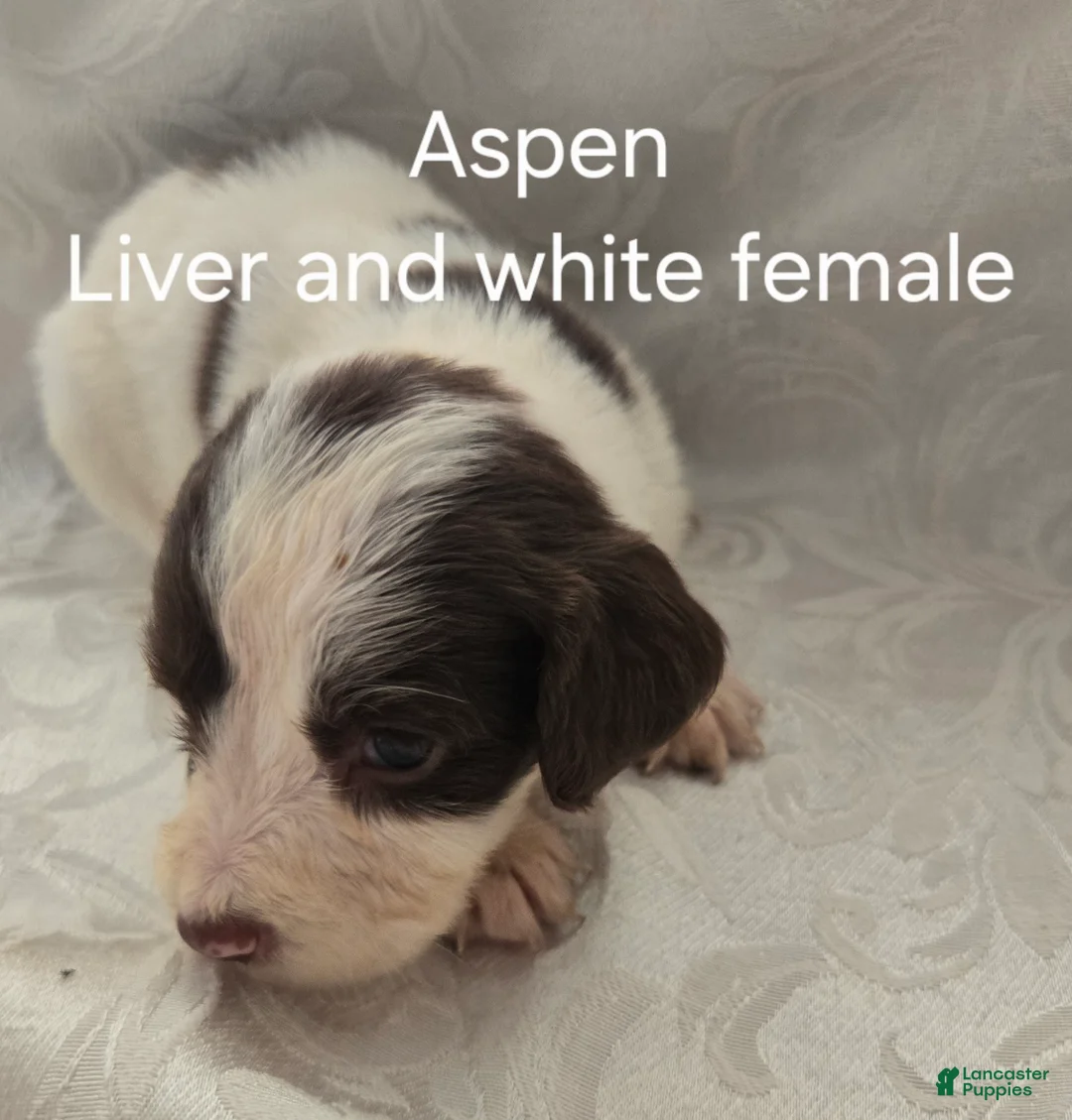 English Springer Spaniel dogs for sale: Aspen - Ad 1