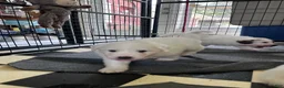 Great Pyrenees dogs for sale: AKC Sage - Ad 7