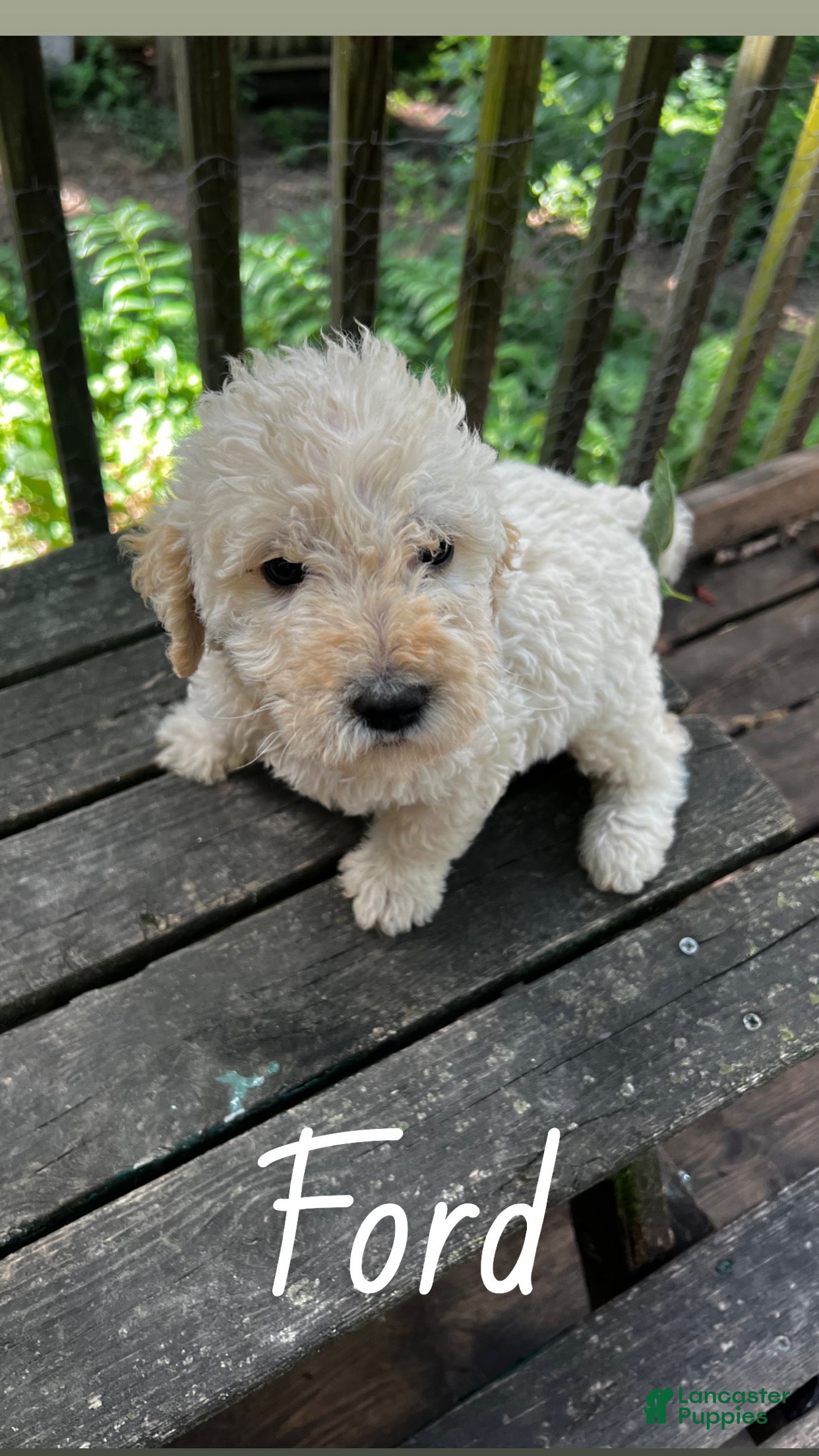 Labradoodle dogs Labradoodle 2 - Ad 5