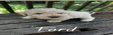 Labradoodle 2