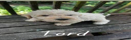 Labradoodle dogs for sale: Labradoodle 2 - Ad 1