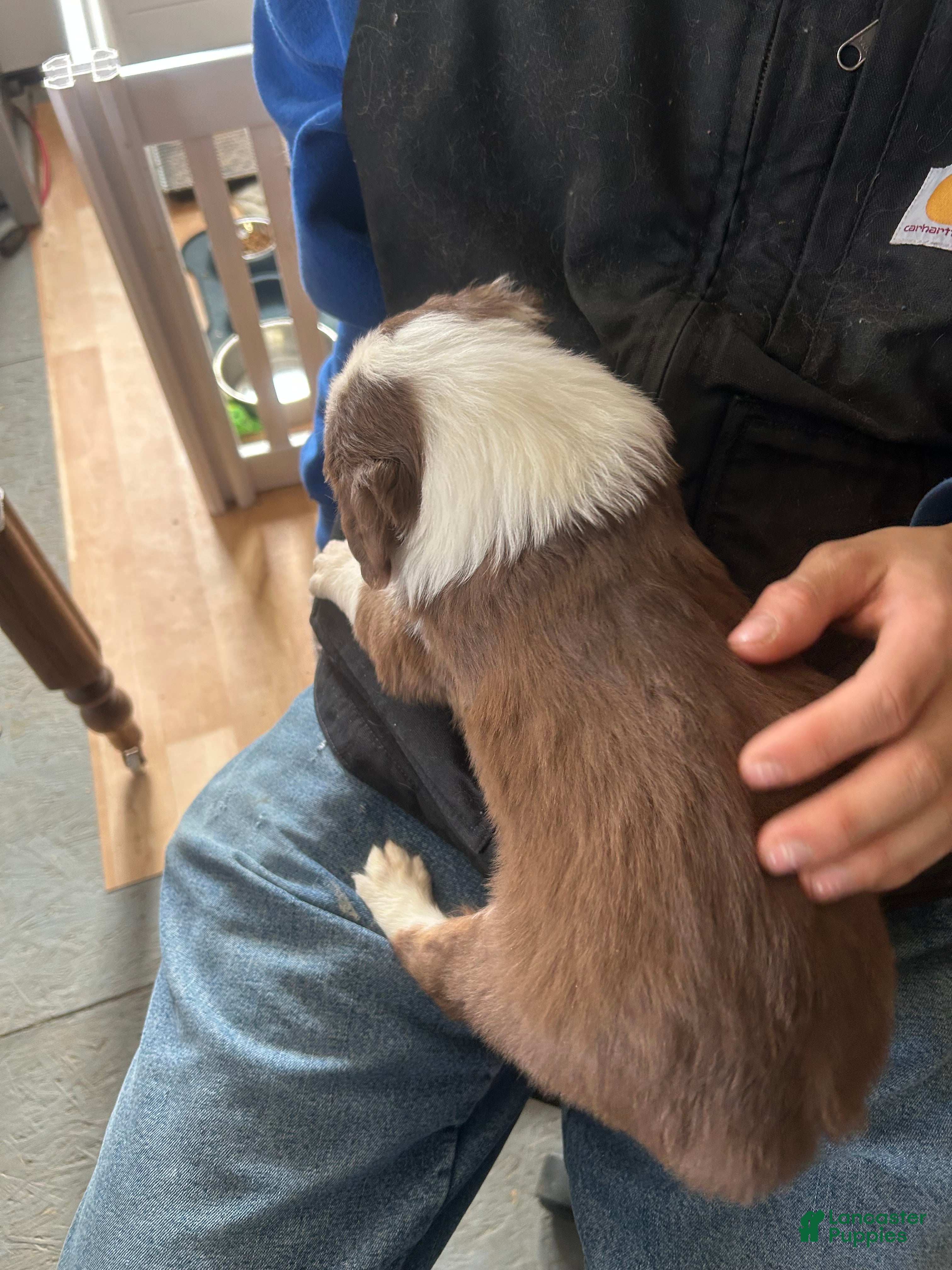 Australian Shepherd dogs Danny Boone - Ad 2
