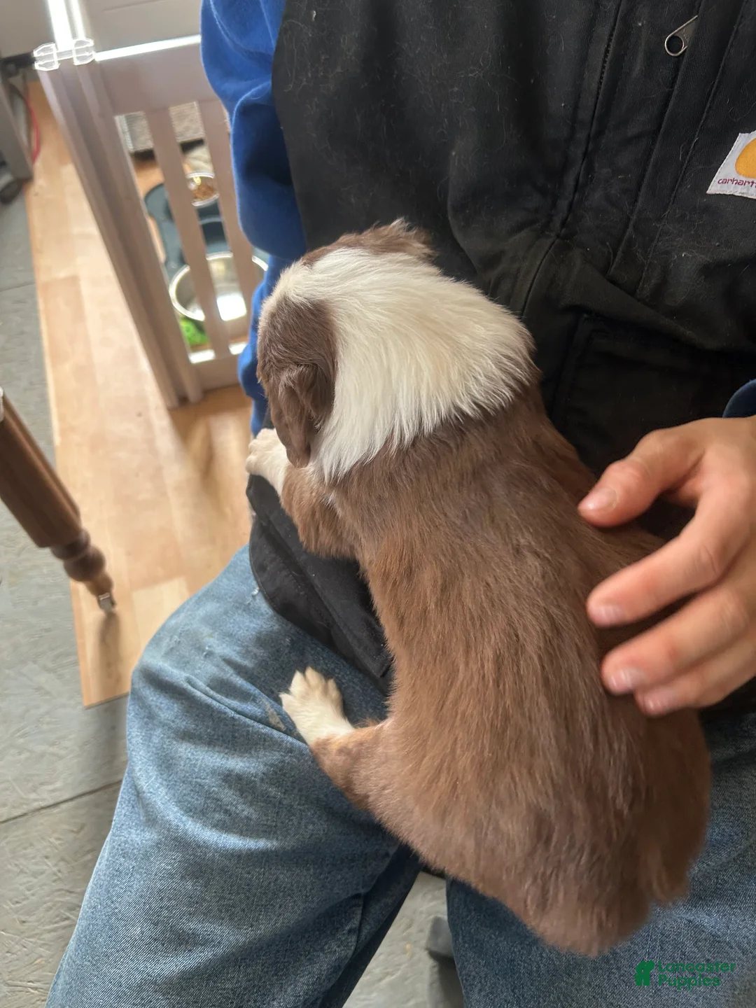 Australian Shepherd dogs for sale: Danny Boone - Ad 2