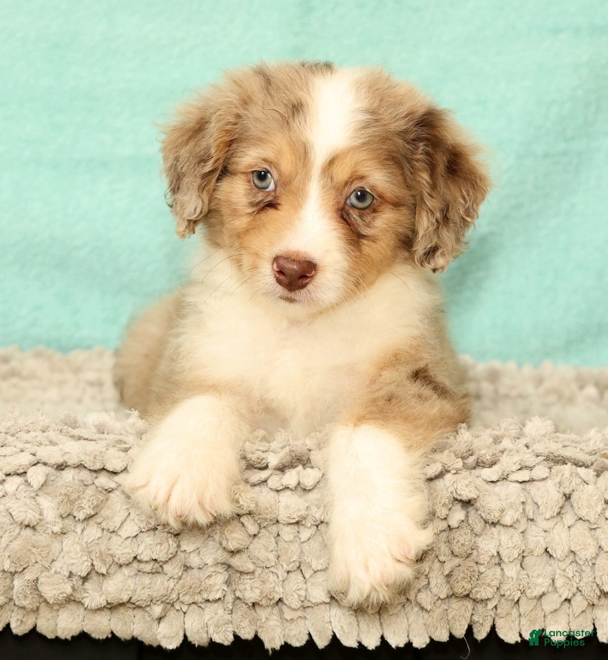 Mini Aussiedoodle dogs Lance - Ad 1